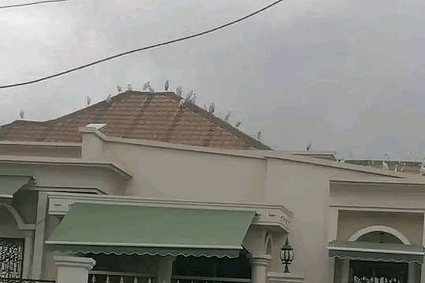 Insolite : Des pique-boeufs aperçus en grand nombre sur la toiture de la résidence du candidat Issa Tchiroma Bakary du lieu-dit feu rouge Olezoa